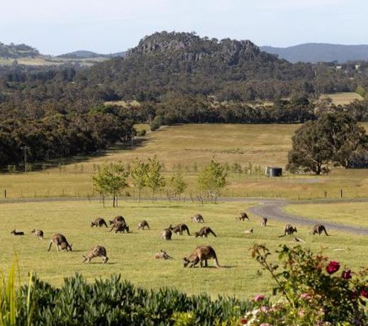 Hanging Rock Views
