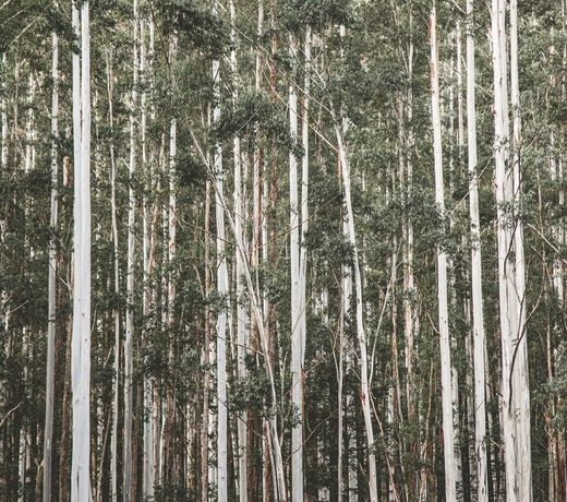 The Lyrebird Guesthouse at Falls Forest Retreat