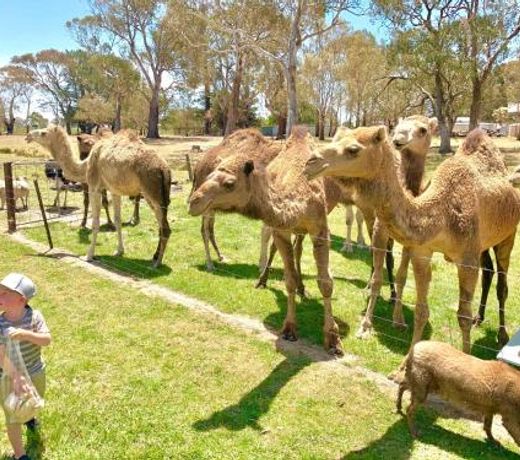 The Funny Farm - Animals / Churchhouse / Amazing Experience