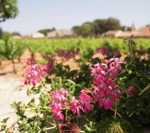 Cozy Holiday Home in Sorgues with Garden