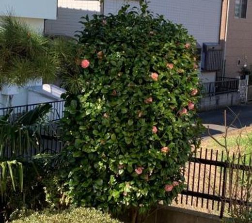 Kamagaya - House - Vacation STAY 9556