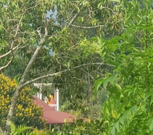 Tea Garden Diyatalawa
