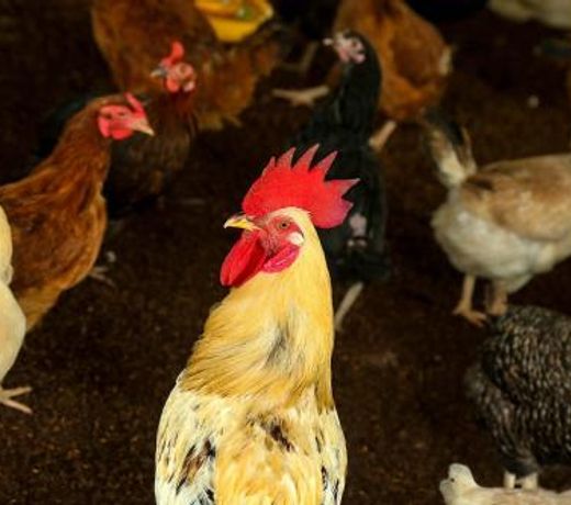 ReeCha Organic Farm (Pvt) Ltd