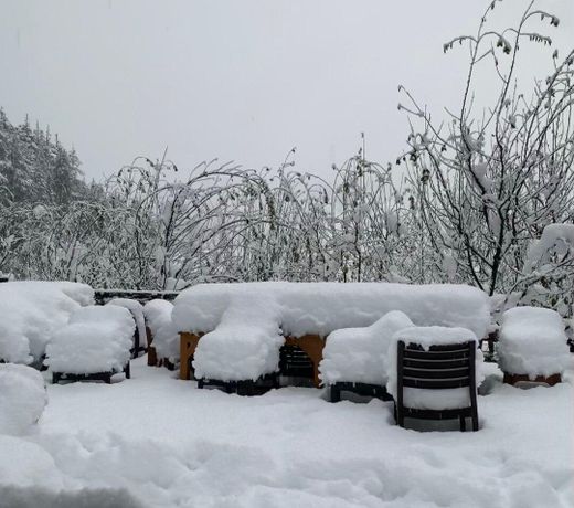 Old forest view guest house in pulga