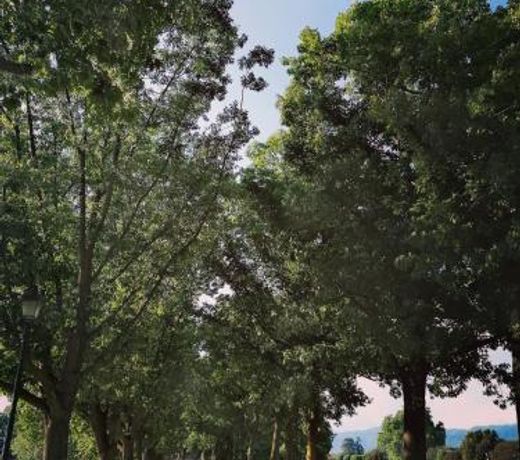 Le Melodie Di Lucca