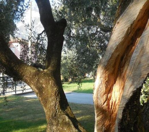 Olive Tree House