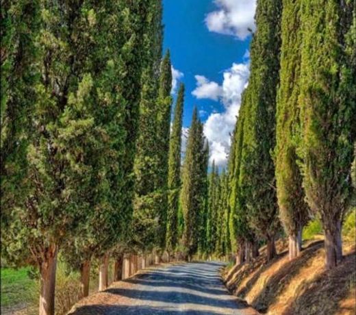 Agriturismo Fattoria il Piano - Appartamento Rosmarino - San Gimignano