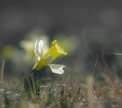 Gîte Gérardmer, 3 pièces, 4 personnes - FR-1-589-369