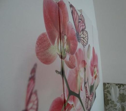L'orchidea
