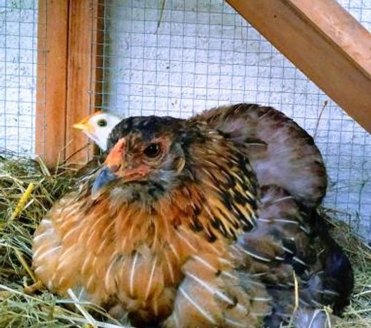 La ferme des Escampades