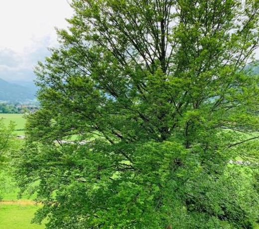 Buchenblick
