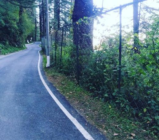 Shimla Pines Homestay