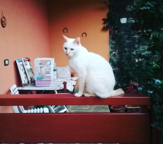 LA TAVERNETTA DEL RICCIO