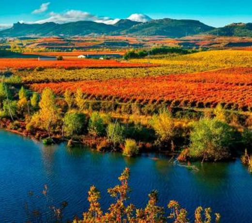 Rioja & Vino