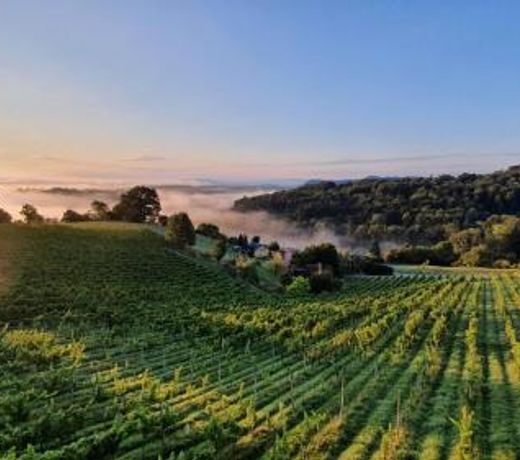 Weingut & Ferienwohnungen Lenhard