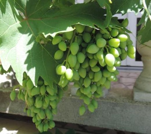 Apartment in Brela with sea view, terrace, WiFi, washing machine 4947-2