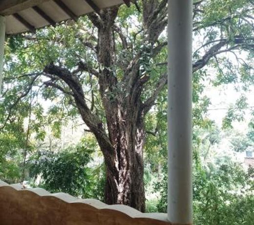 Kon Tree Shade