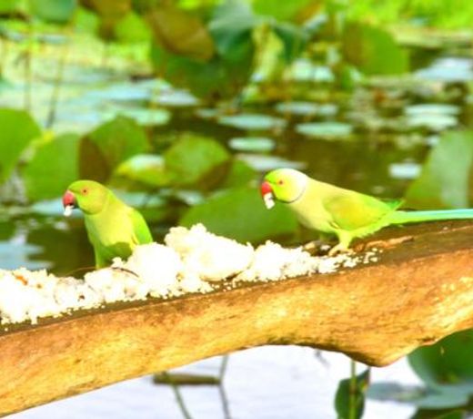 Meegahapokuna Resort