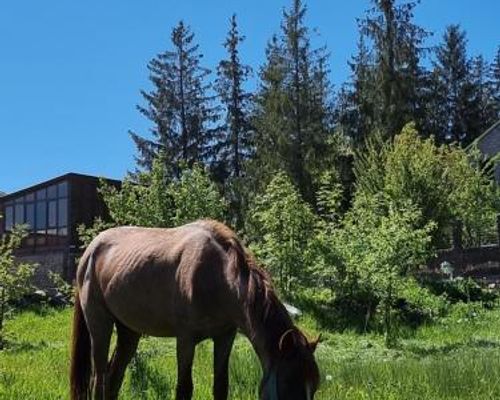 EcoLife Lodge - Степанаван - фото 14