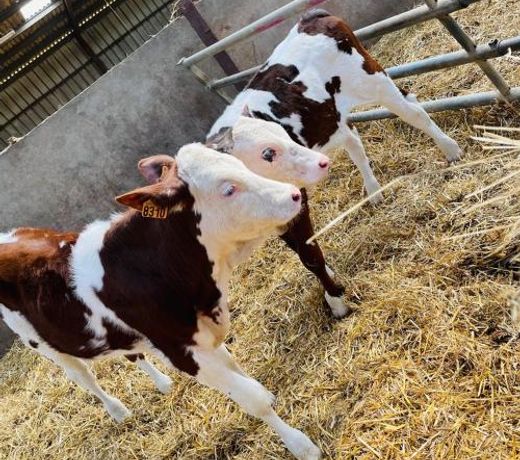 Kota Ã  la ferme