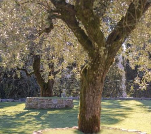 Rivo della Corte