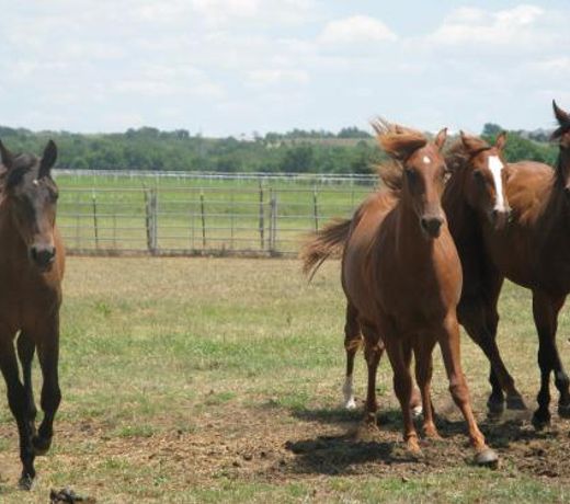 Agriturismo Monsereno Horses