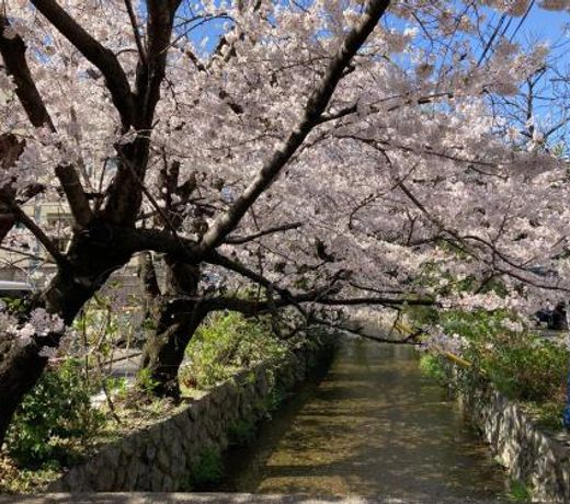 Genji Kyoto