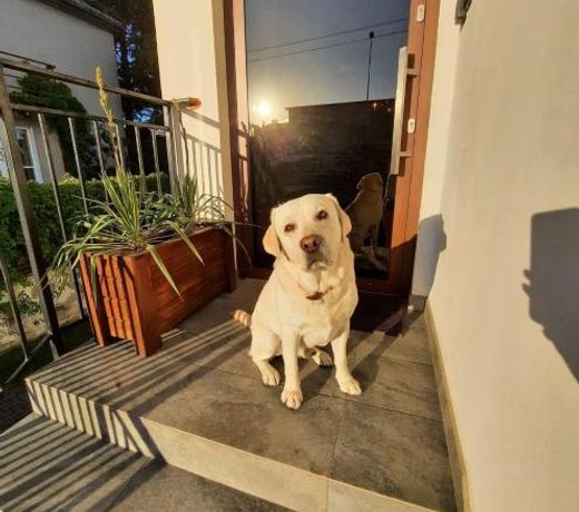 Pokoje i apartamenty Antonówka