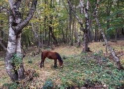 Домик в селе Лермонтово около леса фото 4