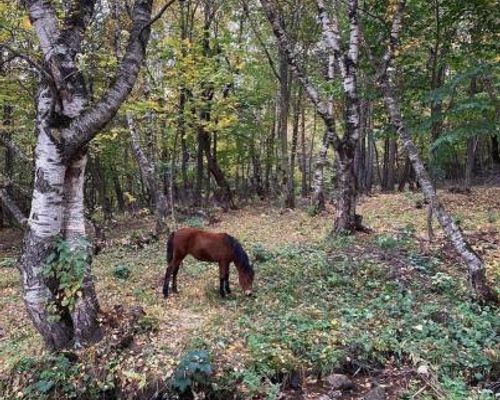 GLAMPING WOLF MOUNt - Шаумян - фото 4