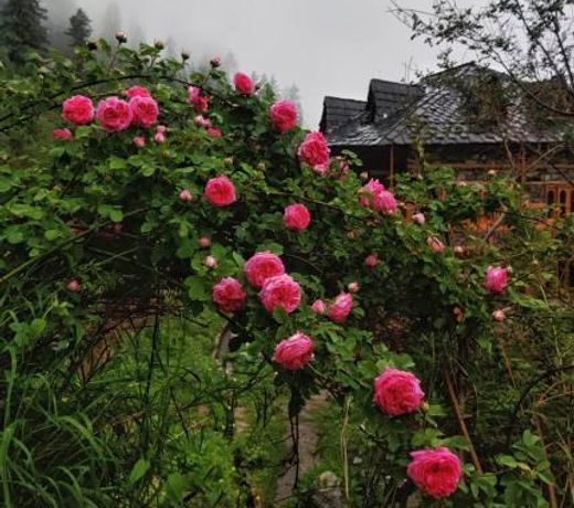 Old Brahma Homestay
