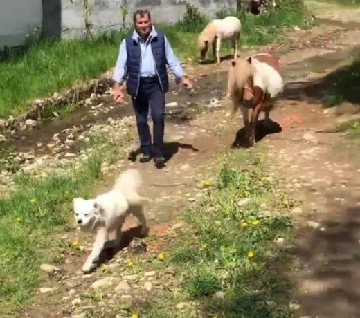 CASUTA CU FLORI