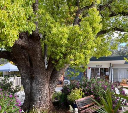 Sturt Motel Balranald