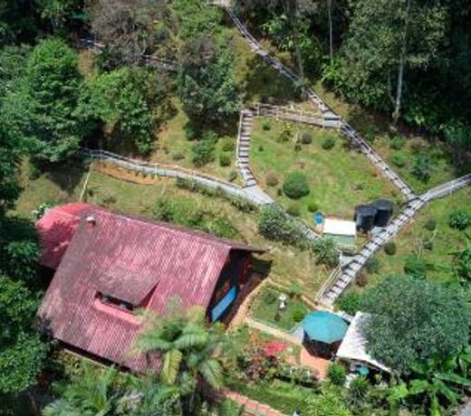 Bosque de Niebla Birding & Nature
