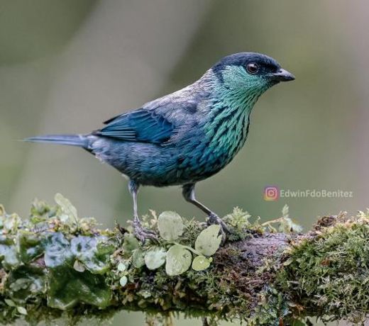 Bosque de Niebla Birding & Nature