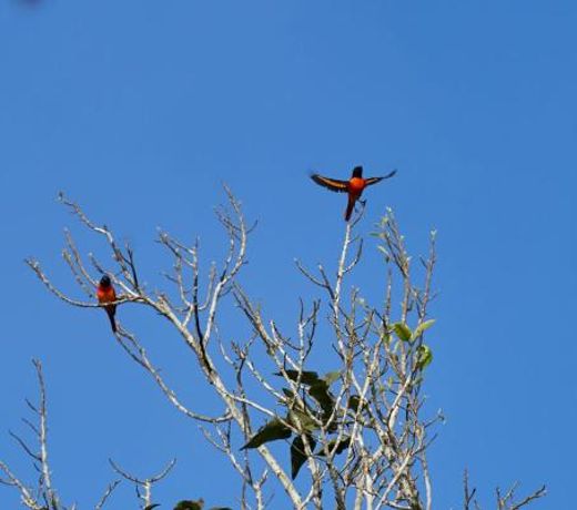 Coffeeberry Hills Chikamagalur