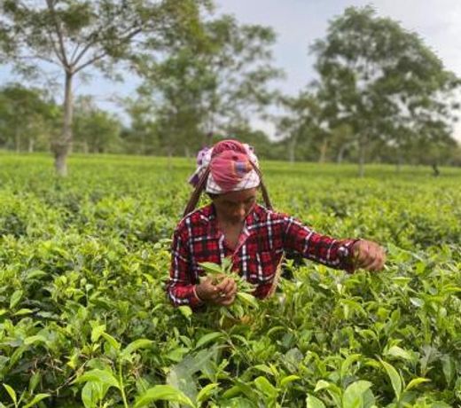 Nahorjan Tea Homestay