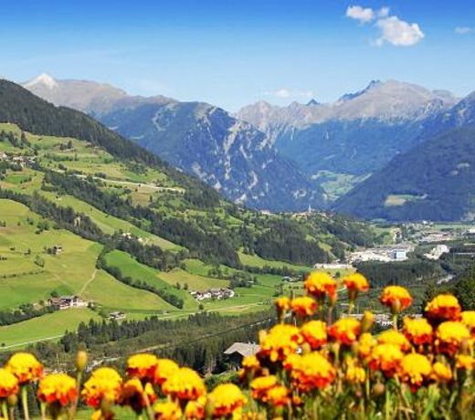 Parigger Apt Lavendel