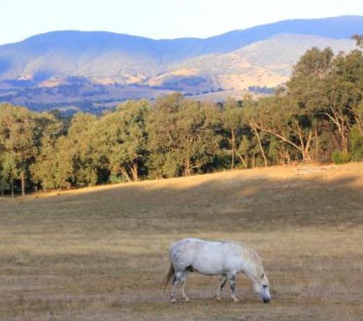 Yackandandah farm homestead