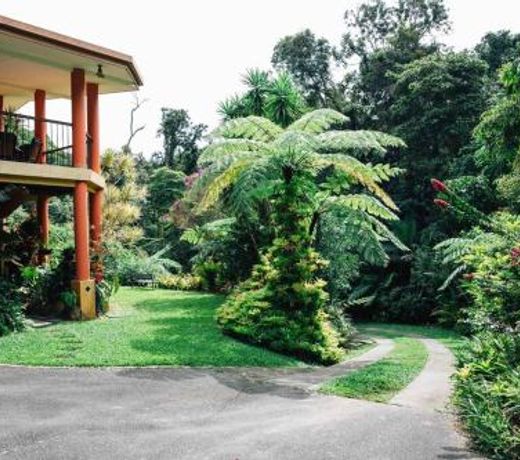 Studio in the Rainforest