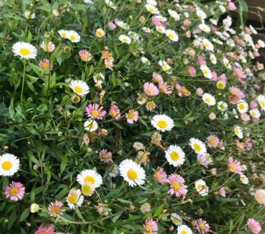 Orange Blossom- Comboyne Mountain Cottages