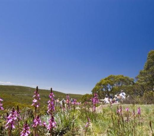 Snow Gum Apartment 2