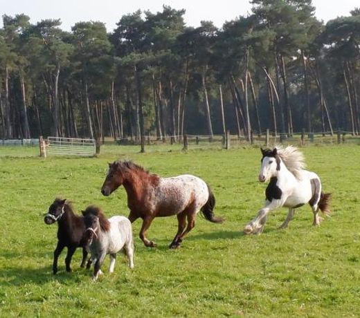 Hoeve Megusta