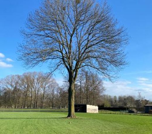 De oude es