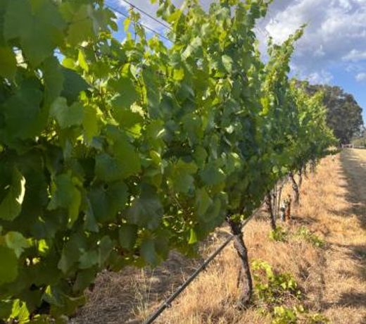 Island Brook Estate Vineyard and Chalets