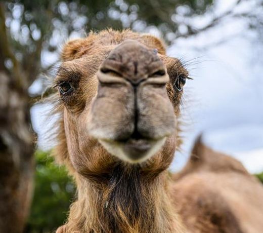 Galahad's Animal Sanctuary B&B