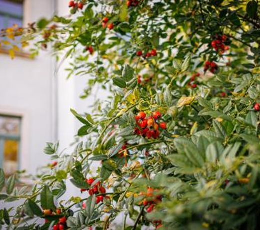 NUUMIS luxury 115 m2 Apartment, Dresdner Heide mit Garten