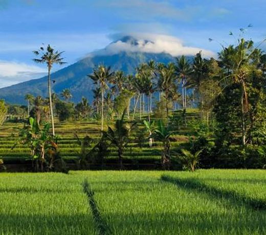 Sawah Ijen