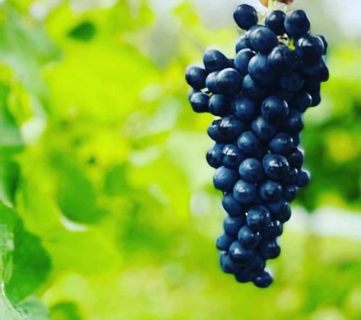 Wollombi Wines