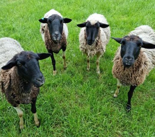 Wally's Edge 20acre Farm Stay